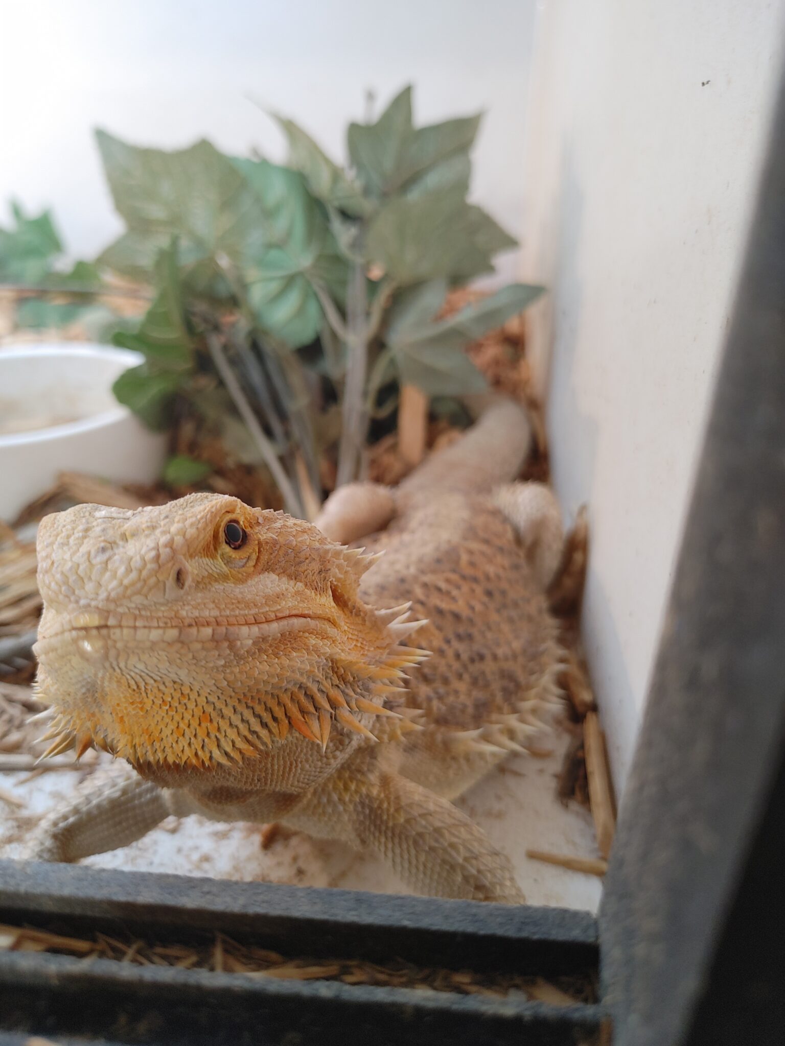 Animals Up For Adoption – Alamo City Reptile Rescue